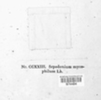 Hypomyces chrysospermus image